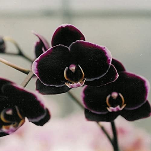 Haloppe 100Pcs Orchidea Fiori Piante Semi per la casa Giardino Piantare, Semi di orchidea Fiore Pianta Home Office Ornamento Giardino Finestra Bonsai Decor Nero
