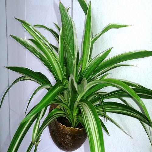 Lot de 30 nouvelles graines fraîches de chlorophytum