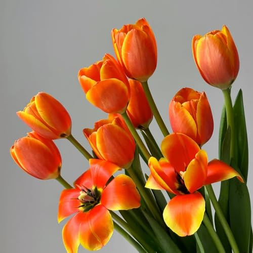 9zwiebeln tulpen kaufen frühlingsblüher blumenzwiebeln tulpen bodendecker winterhart mehrjährig frühlingsblumen blumenwiese