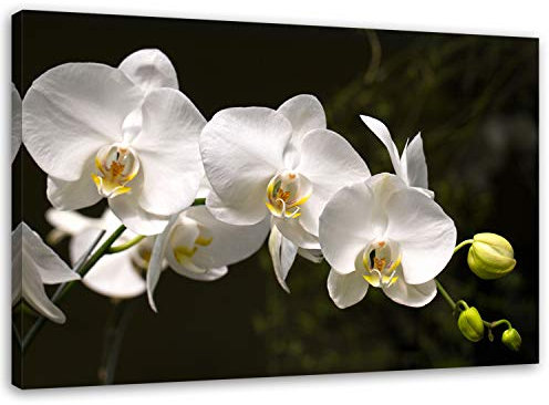 Feeby, Leinwandbild, Bilder, Wand Bild, Wandbilder, Kunstdruck 80x120cm, ORCHIDEEN, Blumen, MAKRO, WEIß, SCHWARZ