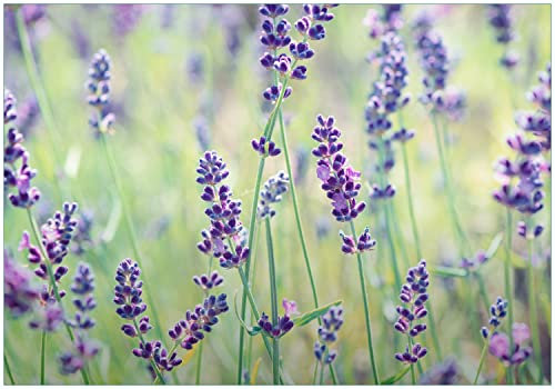Wallario Vliestapete Fototapete Lila Blumenfreude - Violette Pflanzen auf der Wiese - Wandtapete Größe: 400 x 280 cm