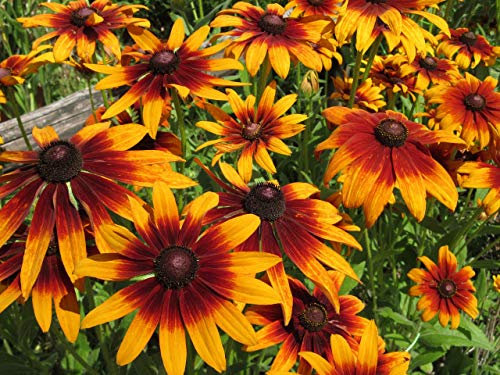 Sonnenhut 'Autumn Chocolate' 50 Samen, Rudbeckia