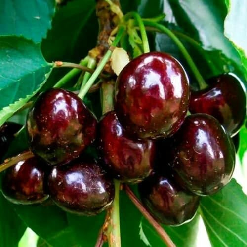 2 Black Cherry Trees Live Plants, Tropical Fruit Tree, 1-1.5 Ft Tall