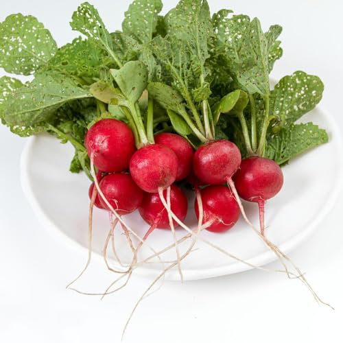 500 pcs radieschen samen gartenpflanzen winterhart mehrjährig bonsai samen gewächshaus balkon zimmerpflanzen winterharte kübelpflanzen garten deko samen gemüse geschenk samen anzucht