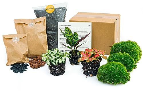 Kit terrario per piante Calathea Lancifolia - Ricarica e Starter kit - Fai da te - 15cm - Ø7cm - Pianta d'appartamento - Ecosistema e terrario