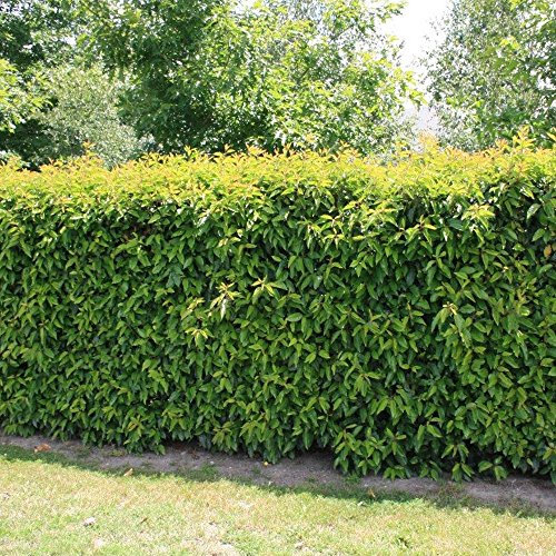 Portuguese Laurel Hedging Plants Prunus lusitanica Evergreen Hedge Plant in Pot (9cm Pot, 5 Plants)