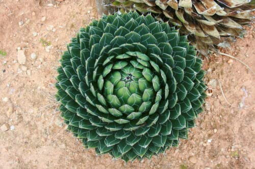 5 graines d 'AGAVE REINE VICTORIA (Agave Victoriae Reginae) G785 SEEDS SAMEN SEMI