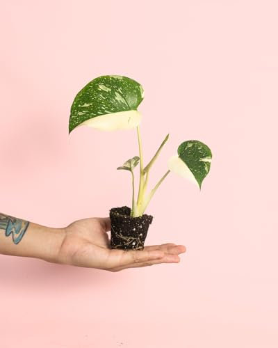 Monstera Thai Constellation | Mini Planta Natural | Pur Plant