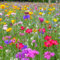 Prairie de fleurs sauvages avec semences de graminées | 100g - 30 m² | Graines de fleurs annuelles et vivaces | Composée de 60% d'herbes et de 40% de fleurs | Attractif pour les pollinisateurs