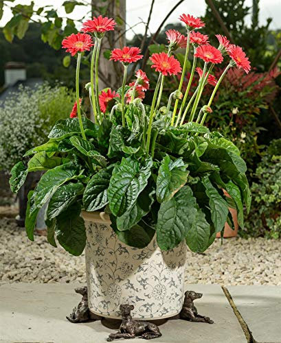 Potty Feet Greyhound Figures Plant Pot Feet - Planter Support - Handmade Decorative Ornaments - 3pcs