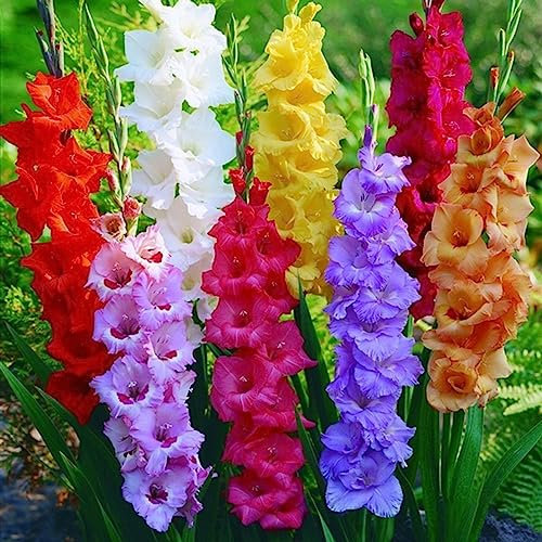 Gladiolen-Samen, 300 Stück Gladiolen-Samen, wunderschöne bezaubernde Gladiolen-ästhetische Blumensamen, Blumen-Obstbaum-Gemüsesamen Gladiolensamen