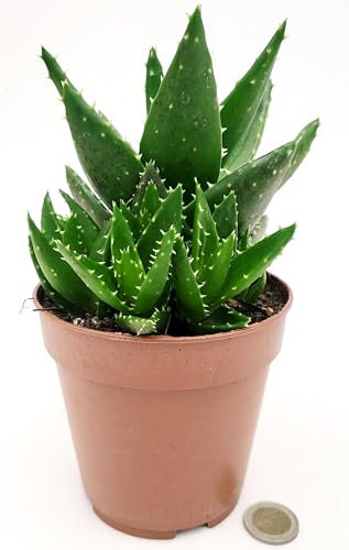 POWERS TO FLOWERS - ALOE VERA FEROX, vaso 12 cm diametro, Pianta vera