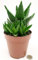 POWERS TO FLOWERS - ALOE VERA FEROX, vaso 12 cm diametro, Pianta vera