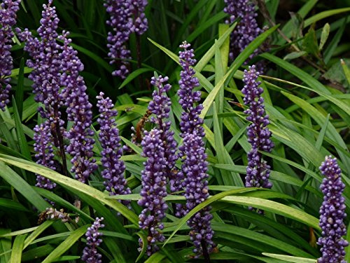 Stauden Gänge 1 x Liriope muscari 'Lilac Wonder' Lilientraube winterhart | Niedriges Ziergras für Sonne bis Halbschatten, Blüte August bis Oktober, mehrjährig, 1 L Topf (11x11 cm)