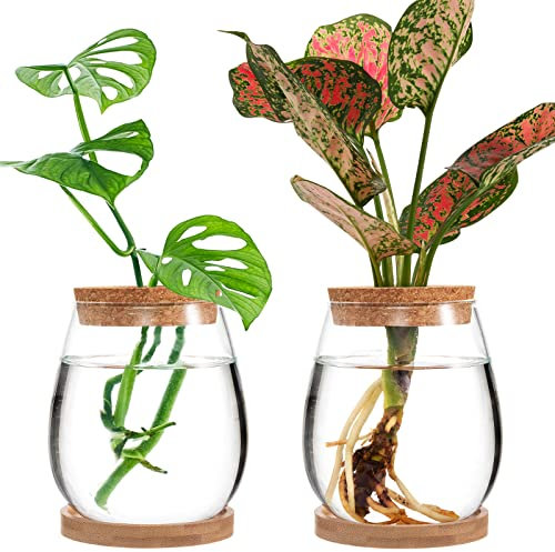 Biggun Plants Propagation Station - Desktop Plant Terrarium Glass Hydroponic Vases Water Plant Propagating Jars Christmas Gardening Gifts for Women Mom Plant Lovers (2Pcs, Separated Style)