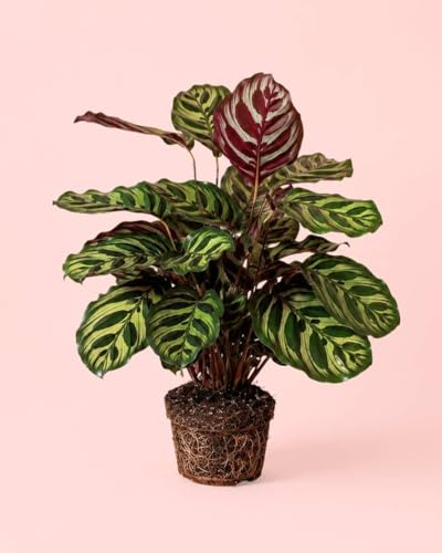 PUR PLANT Calathea Makoyana | Planta Natural Pavo Real Tropical | Planta de Interior Decorativa