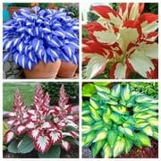 Wedding Flowers, Perennial, Ornamental Flowers, Hosta Bulbs Live, Hosta Plants for Sale, Easy Plant -4bulbs-k
