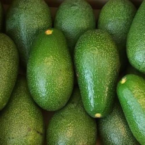 PIANTA DA FRUTTO TROPICALE AVOCADO FUERTE in vaso 20 età 2/3 anni