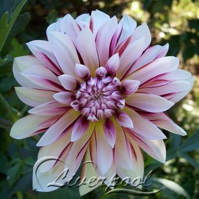 Seeds 25 seed types Dahlia Fiore a package of 50 seeds of easy growth do it yourself decorative garden 50 carbbean fantasy