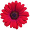 Osteospermum 'Erato Compact Cranberry'. Plug Plant x 4. African Daisy. Ideal for Pots. Red Bedding Flowers. Available from Bedwen Plants