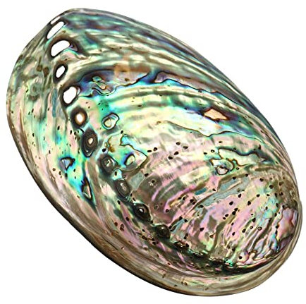 Coquillage Grand Ormeau, Plusieurs Trous Maculage Décoratif Accessoire Fête Mariage Maison Décoration 90 mm x 120 mm x 39 mm Trou : Environ 3 mm-9 mm
