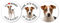 AdriLeo - Runde Aufkleber 3er-Set - Jack Russell Terrier - Deko Autoaufkleber Sticker Hund