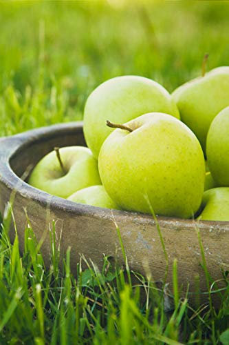 pianta di Melo albero di melo già innestato varietà Granny Smith Età 2 anni pianta in vaso di mela pianta vera di mela venduta da eGarden.store