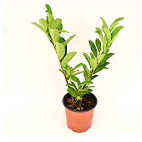 Pianta Lauroceraso - Dimensione Vaso Vaso 18cm