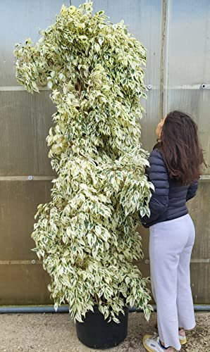 FICUS BENJAMIN VARIEGATO TOTAL WHITE, VASO 40CM DIAMETRO, ALTEZZA 220CM, pianta vera
