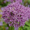 Bloomique - 15 Stück - Allium Purple Sensation - Zierlauch - Frühblüher - Blumenzwiebeln - Mëhrjarig - Winterhart - Wächst zu 40-60 cm