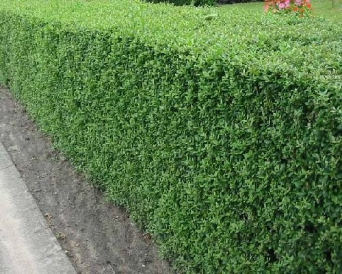 100 semi di ligustro, semi di arbusto di Ligustrum Vulgare