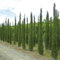 10 SEMI di Italiano Zypresse Cupressus Sempervirens Stricta