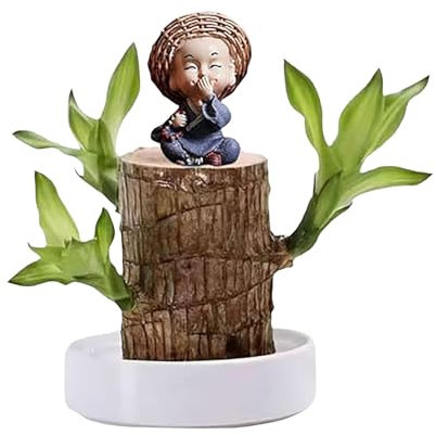 Juego de plantas de madera brasileña, árbol de la suerte brasileño con estatua de Buda, planta hidropónica de madera brasileña con bandeja de cerámica, mini decoraciones de plantas de madera de Brasil