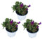 Mesen - Pack 3 Plantas - Lampranthus Delosperma - Uña de Gato - Planta Natural Resistente para Exterior