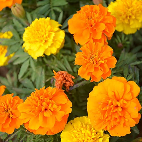 Saterkali Tagetes Patula Seeds, 100Pcs / Bag Semi di piante Buon raccolto Tollerante al calore Germinazione rapida Tagetes Patula Calendule Semi floreali per parco Semi
