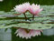 Puzzle 1000 Teile ab 12 Jahren,buntes Erwachsenenpuzzle -Lilie, Wasser, Lilien, Wasser 70x50cm