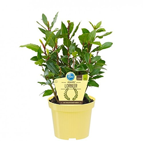 Bio Gewürzlorbeer, (Laurus nobilis), Kräuter Pflanzen aus nachhaltigem Anbau (3 Pflanzen, je im 12cm Topf)