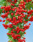 Pyracantha 'Red Column' 80-100 cm - Feuerdorn, rote Beeren, immergrün, ideal als Hecke, vogelfreundlich, winterhart und pflegeleicht