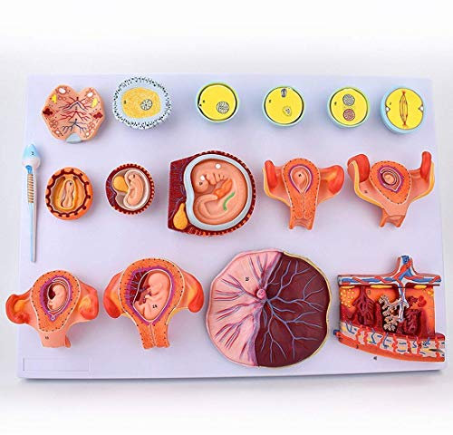 Bildungsmodell Wissenschaftliche menschliche Anatomie Befruchtung und früher embryonaler Entwicklungsprozess Anatomiemodell Arzt Lehrmittel Werkzeug, medizinische Modelle