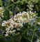 Zwerg Hänge Sommerflieder Little White 30-40cm - Buddleja