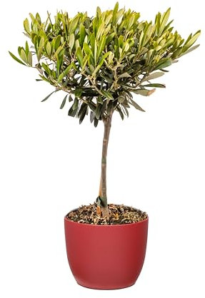 Bonplants Alberello di Ulivo Vero, Olea Europaea, Pianta Longeva e Simbolica, Vaso 17 cm, h 60 cm (Vaso Rosso)
