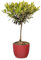 Bonplants Alberello di Ulivo Vero, Olea Europaea, Pianta Longeva e Simbolica, Vaso 17 cm, h 60 cm (Vaso Rosso)
