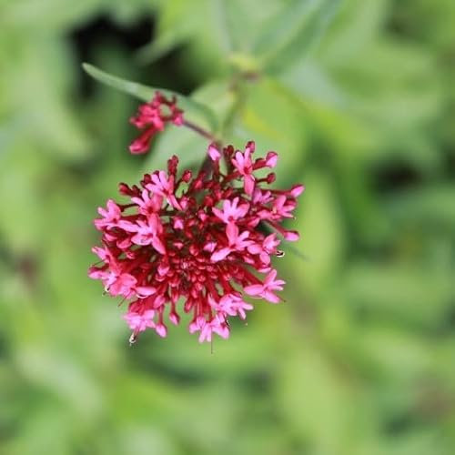 6x Rotblühende Spornblume - Centranthus ruber ‘Coccineus’ - Topf 9x9cm