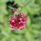 6x Rotblühende Spornblume - Centranthus ruber ‘Coccineus’ - Topf 9x9cm