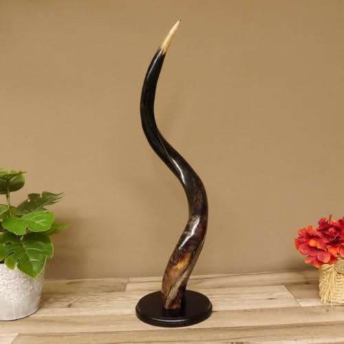 GTK - Geweihe & Trophäen KRUMHOLZ 1 Stück Kudu Aussenhorn glanzpoliert medium auf Ständersockel Neu H 60 cm 80.20.5.7