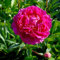 Edelpfingstrose Karl Rosenfield - Paeonia lactiflora