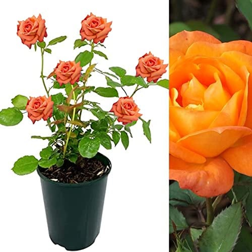 Rose Bush Orange Sunblaze - Floribunda Orange Rose Bush for The Garden in a 3 Litre Pot (2 Plants)