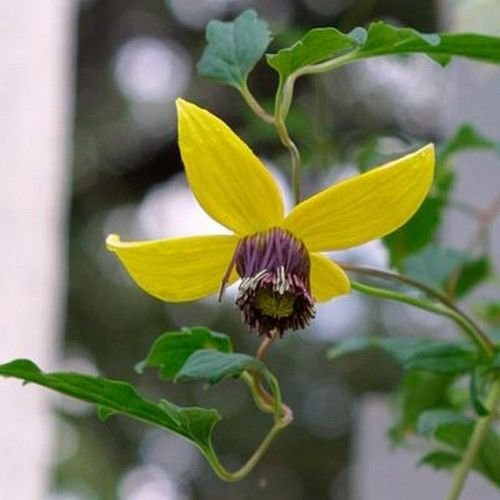 Semillas de flores (Vid del Clematis Clematis tangutica Aztek) + 40 Semillas
