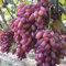 50 semi di uva da dito rari, frutta avanzata, crescita naturale, delizioso balcone per piantare giardini