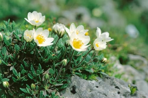 Dryas octopetala ca. 9x9 cm Topf - Silberwurz, weiße Blüten, Blütezeit Mai-Juli, ideal für Steingärten, winterhart, bodendeckend